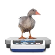 Kép 4/5 - KERN DE 150K20D (60kg/150kg/0,02kg/0,05kg) 315×305 mm platform- csomagmérleg kisállatmérő, darabszámláló, százalékszámító funkc. 2évG